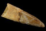 Bargain, Spinosaurus Tooth - Real Dinosaur Tooth #117867-1
